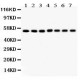 SMAD1/2/3/4/5  Antibody