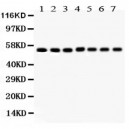 SMAD1/2/3/4/5  Antibody