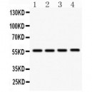 Smad3  Antibody