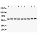 Smad4  Antibody