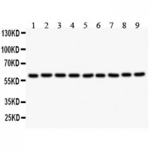 Smad4  Antibody