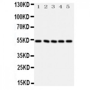 SMAD6 Antibody