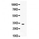 SNAI3  Antibody