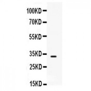 SNAI3  Antibody