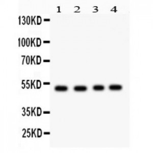 SOCS4  Antibody