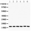 SOD1  Antibody