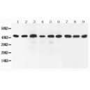 SOX7 Antibody