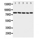 SP1 Antibody