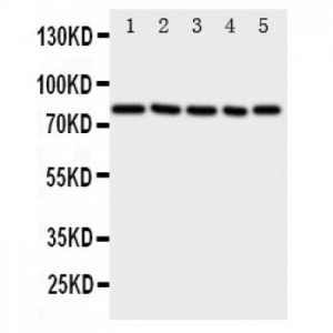 SP1 Antibody