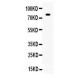 SP1 Antibody