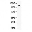 SP1 Antibody