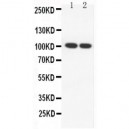 SP100 Antibody