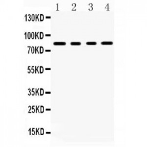 SP4  Antibody