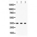 SPARC  Antibody