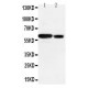 Src Antibody