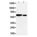 Src Antibody