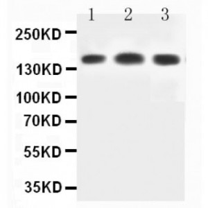 SRC3 Antibody