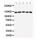 ST5 Antibody