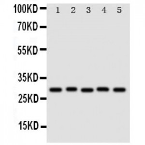 Stanniocalcin 1 Antibody