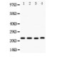 Stanniocalcin 2 Antibody