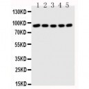 STAT1 Antibody