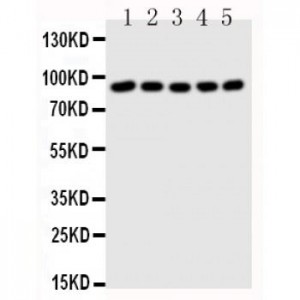 STAT1 Antibody