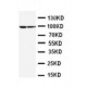 STAT1 Antibody