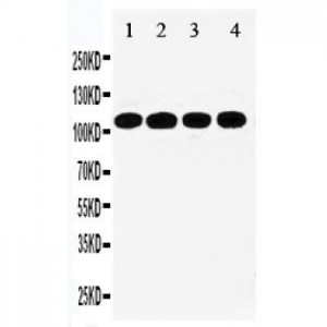 STAT2 Antibody