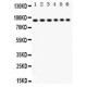 STAT3  Antibody