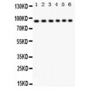 STAT3  Antibody