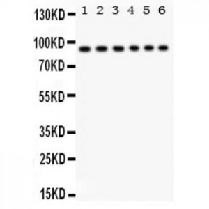 STAT3  Antibody