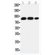 STAT4 Antibody