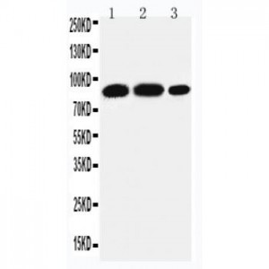 STAT4 Antibody