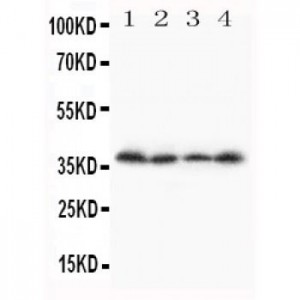 Stra8 Antibody