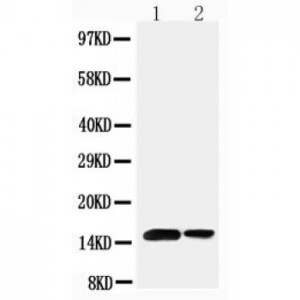 Sumo 1 Antibody