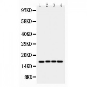 survivin Antibody