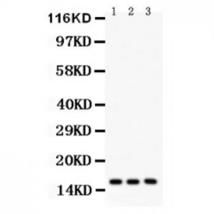 Survivin Antibody