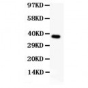 SynCAM  Antibody