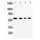 SynCAM Antibody