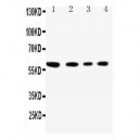 SynCAM Antibody