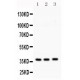 Syntaxin 1a  Antibody