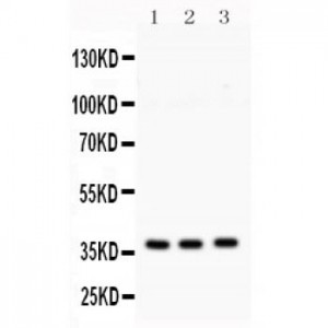 Syntaxin 1a  Antibody