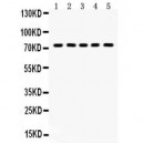 TAB1  Antibody