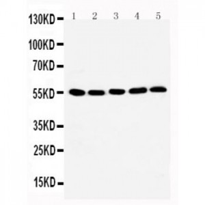 TAB1 Antibody