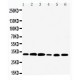 Tafazzin/TAZ Antibody