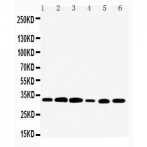 Tafazzin/TAZ Antibody