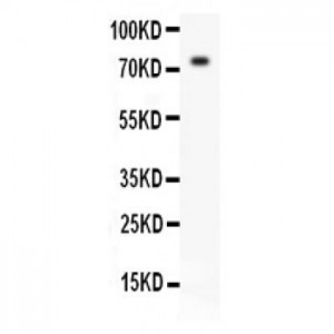 TAP2 Antibody