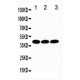 TATA binding protein TBP Antibody