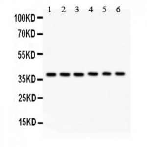 TBP  Antibody