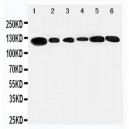 Telomerase Antibody